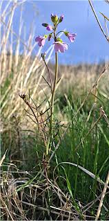 Attēlu rezultāti vaicājumam “Cardamine pratensis flower”