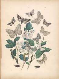 Attēlu rezultāti vaicājumam “Cabera exanthemata male”