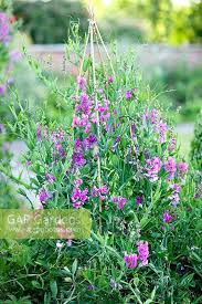 Attēlu rezultāti vaicājumam “Lathyrus latifolius”