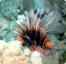 Image result for Pterois radiata
