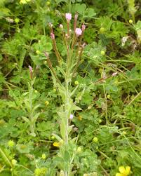 Attēlu rezultāti vaicājumam “Epilobium parviflorum”