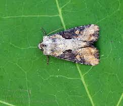 Attēlu rezultāti vaicājumam “Apamea ophiogramma”