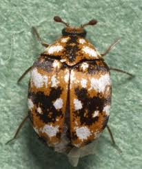 Attēlu rezultāti vaicājumam “Anthrenus sp.”