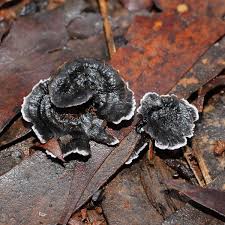 Attēlu rezultāti vaicājumam “Phellodon niger”