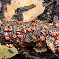 Attēlu rezultāti vaicājumam “Peniophora laurentii”