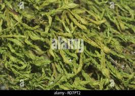 Attēlu rezultāti vaicājumam “Anomodon longifolius”