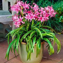 Attēlu rezultāti vaicājumam “Amarillidaceae”