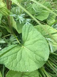 Attēlu rezultāti vaicājumam “Ligularia sibirica leaf”