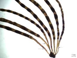 Attēlu rezultāti vaicājumam “Lemanea fluviatilis”