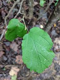 Attēlu rezultāti vaicājumam “Hamamelis virginiana leaf”