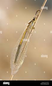 Attēlu rezultāti vaicājumam “Myrmeleontidae imago”