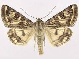 Attēlu rezultāti vaicājumam “Protoschinia scutosa”