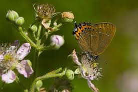 Attēlu rezultāti vaicājumam “Satyrium pruni”