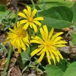 Attēlu rezultāti vaicājumam “Hieracium murorum leaf”