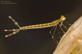 Attēlu rezultāti vaicājumam “Lestidae”