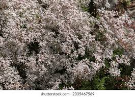 Attēlu rezultāti vaicājumam “Sedum album flower”