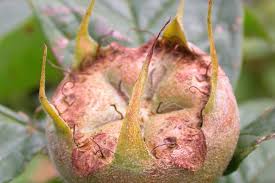 Attēlu rezultāti vaicājumam “Hordelymus europaeus fruit”