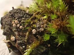 Attēlu rezultāti vaicājumam “Sclerophora pallida”