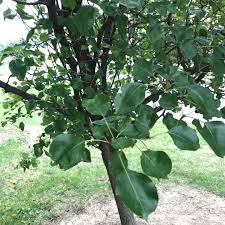 Attēlu rezultāti vaicājumam “Pyrus pyraster”