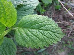 Attēlu rezultāti vaicājumam “Melissa officinalis leaf”