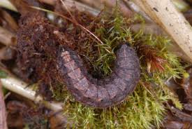 Attēlu rezultāti vaicājumam “Agrotis ripae larva”