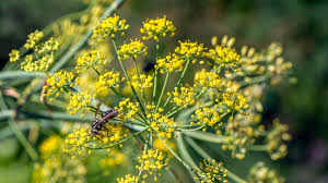 Attēlu rezultāti vaicājumam “Silene chalcedonica fruit”