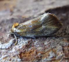 Attēlu rezultāti vaicājumam “Eulia ministrana”