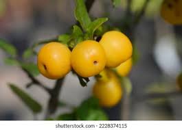 Attēlu rezultāti vaicājumam “Malus x zumi fruit”