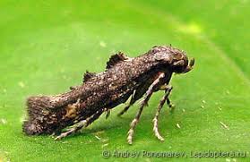 Attēlu rezultāti vaicājumam “Epermeniidae”