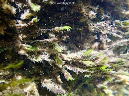 Attēlu rezultāti vaicājumam “Fissidens pusillus sporophyte”