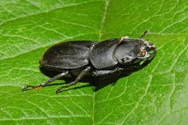 Attēlu rezultāti vaicājumam “Dorcus parallelopipedus”