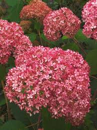 Attēlu rezultāti vaicājumam “Hydrangea arborescens”