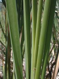 Attēlu rezultāti vaicājumam “Typha angustifolia  leaf”