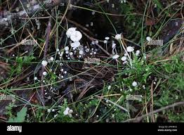Attēlu rezultāti vaicājumam “Collybia tuberosa”
