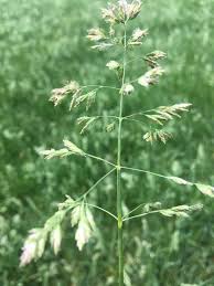 Attēlu rezultāti vaicājumam “Poa annua”