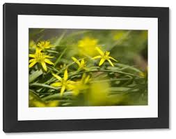 Attēlu rezultāti vaicājumam “Gagea pratensis flower”