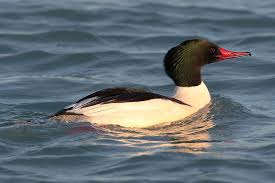 Attēlu rezultāti vaicājumam “Mergus merganser male”