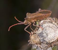 Attēlu rezultāti vaicājumam “Coreus marginatus imago”
