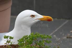Attēlu rezultāti vaicājumam “Larus argentatus adult”