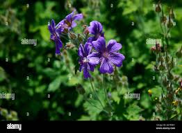 Attēlu rezultāti vaicājumam “Geranium bohemicum”
