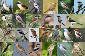 Attēlu rezultāti vaicājumam “Laniidae”