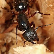 Attēlu rezultāti vaicājumam “Camponotus herculeanus”