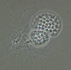 Attēlu rezultāti vaicājumam “Craterium aureum spores”