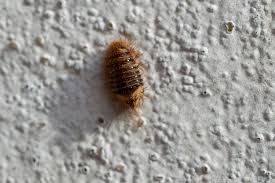 Attēlu rezultāti vaicājumam “Anthrenus museorum”