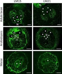 Attēlu rezultāti vaicājumam “Enteridium liceoides young”