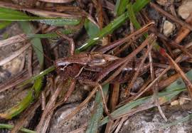 Attēlu rezultāti vaicājumam “Metrioptera brachyptera”