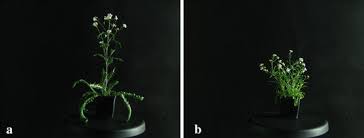 Attēlu rezultāti vaicājumam “Cardaminopsis arenosa bud”