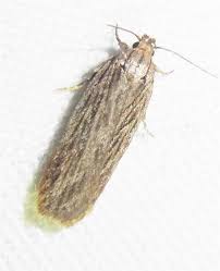 Attēlu rezultāti vaicājumam “Depressaria olerella imago”