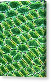 Attēlu rezultāti vaicājumam “Cinclidium stygium macro”