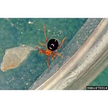 Attēlu rezultāti vaicājumam “Ptinus sp. male”